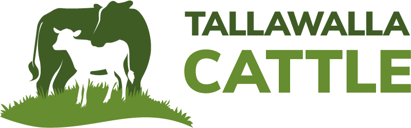 Tallawalla Cattle